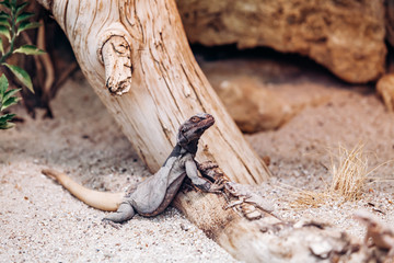 Black iguana in the national Park
