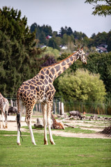 Giraffe walks in nature among the trees in summer