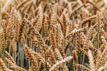 Fototapeta premium Yellow wheat in a farmer's field. Wheat ready for harvesting. Wheat harvest