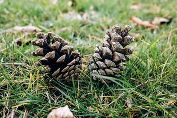 Pine cones lie on the green grass
