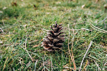 A pine cone lies on the green grass