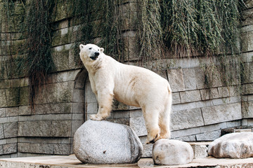 Polar bear in a zoo. The great white bear.