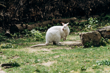 White albino wallaby at the zoo