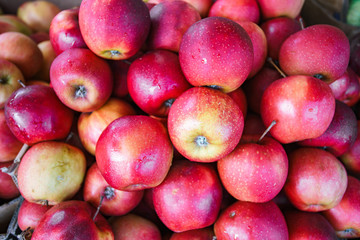Red apples background, freshly picked tasty fruits
