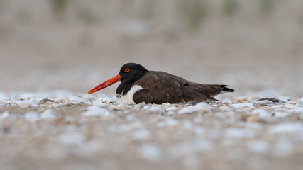 An American Oystercatcher incubating eggs on a beach.