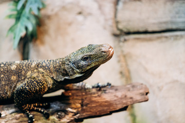 Papuan monitor Lizard climbs out of the water in the national reserve