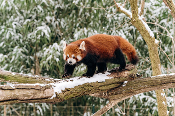 Fototapeta premium Red Panda climbs a tree in winter with green bushes in the background