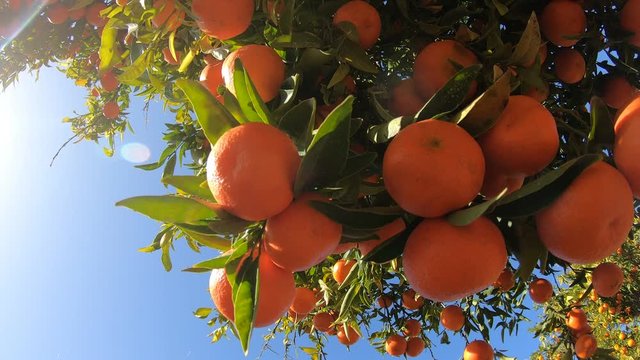 Oranges hanging on branches fruit orchard. Close up of ripe and juicy oranges oe tangerines in fruit plantation. Oranges branch in a fruit garden. Tangerines fruit tree background
