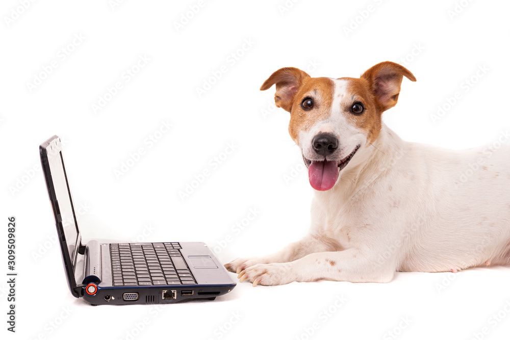Wall mural jack russell dog using a computer and browsing the internet