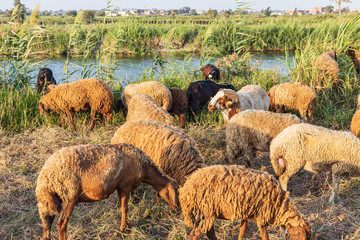 Obraz premium Sheep grazing in rural area of the Nile River delta