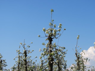 Apple orchard blooming