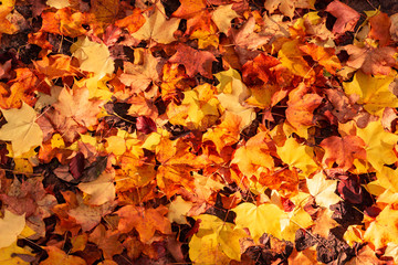 Red and Orange Autumn Leaves Background