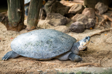 Portrait of the  turtle on the sandy beach. Sea Turtle