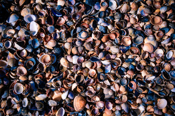 Seashells as background, sea shells collection