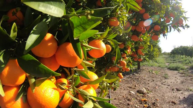 Oranges hanging on branches fruit orchard. Close up of ripe and juicy oranges oe tangerines in fruit plantation. Oranges branch in a fruit garden. Tangerines fruit tree background