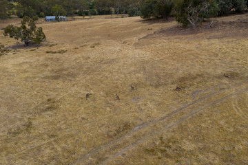 A small mob of Kangaroos on dry brown grass in the Australian outback