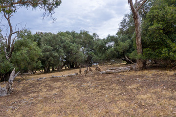 A small mob of Kangaroos on dry brown grass in the Australian outback