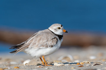 A portrait of a Piping Plover.