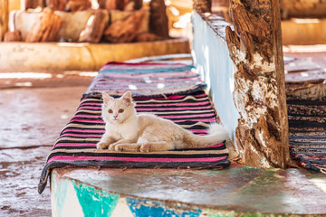 A young cat resting on traditional a Bedouin rag carpet