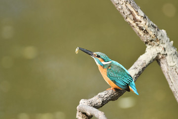 カワセミの食事
