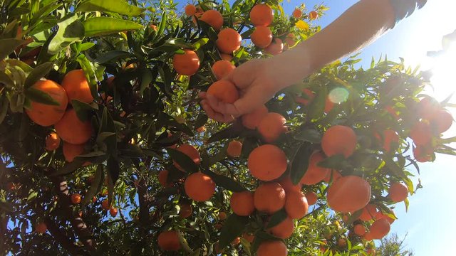 Hands picking ripe tangerines from a tree. Close up of person plucking juicy orange citrus fruits in sunlit garden. Organic fruits