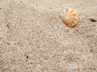 Spiral seashell in beach sand