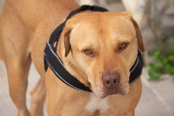 Portrait of Pit Bull Mix Dog