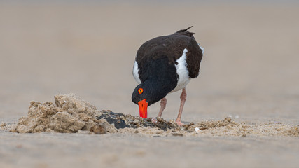 An American Oystercatcher investigates a Horseshoe Crab.