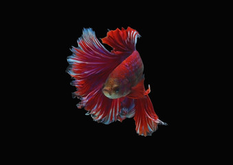 siamese fighting fish isolated black background. colorful freshwater fishes. super red shock dark fancy betta spreading fin long tail dress swimming. close up and focus selection with CLIPPING PATH