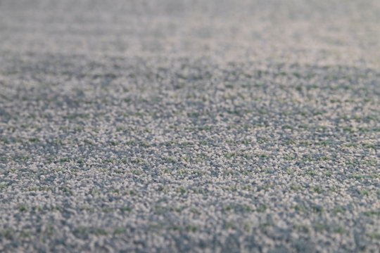 Close-up Of Light Grey Carpet Texture Background In Conference Room.