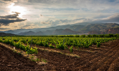 Fototapeta na wymiar sunset in the vineyards vines in spring
