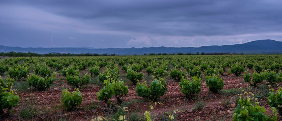 sunset in the vineyards vines in spring