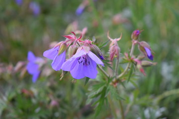 blue flowers on green background