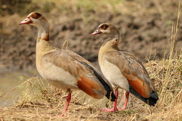 Egyptian Geese