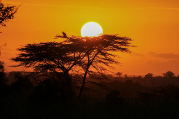 African Sunset