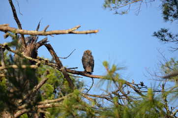 Great horned owl