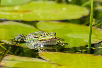 Frosch auf Teichblatt