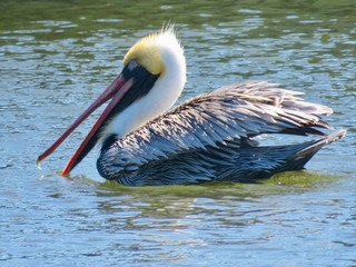 Pelican bird eating fish on the water in Florida