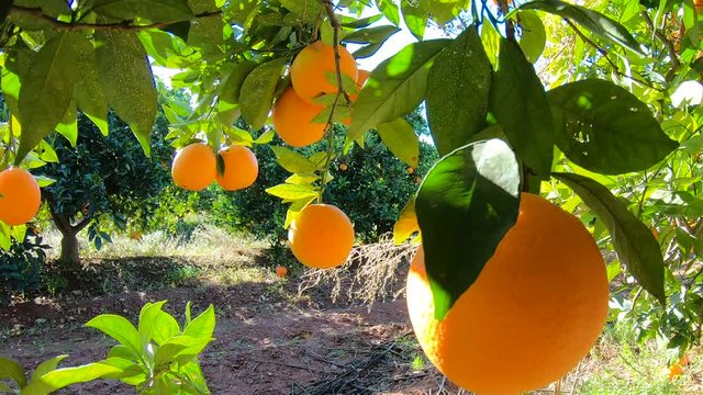 Oranges hanging on branches fruit orchard. Close up of ripe and juicy oranges oe tangerines in fruit plantation. Oranges branch in a fruit garden. Tangerines fruit tree background