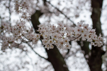 sakura flowers