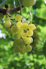 bunch of grapes on the vine