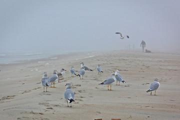 fog on the beach