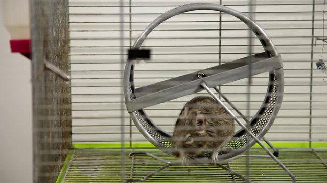 Rodent degu in cell. Pets. Wheel, feed. / To moderators: there is no logo -- the word '' hamster'' is just a inscription