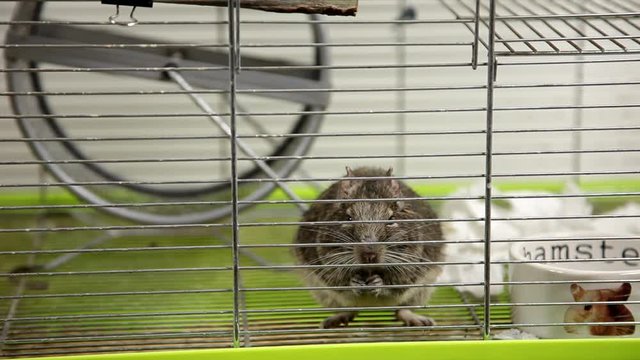 Rodent degu in cell. Pets. Wheel, feed. / To moderators: there is no logo -- the word '' hamster'' is just a inscription