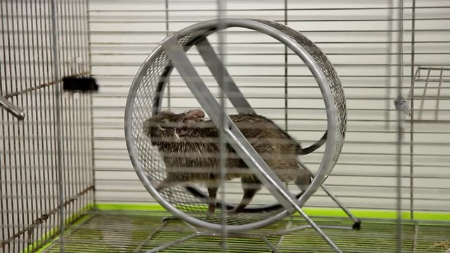 Rodent degu in cell. Pets. Wheel, feed. / To moderators: there is no logo -- the word '' hamster'' is just a inscription