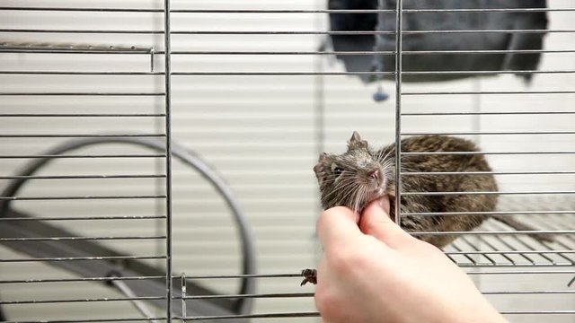 Rodent degu in cell. Pets. Wheel, feed. / To moderators: there is no logo -- the word '' hamster'' is just a inscription