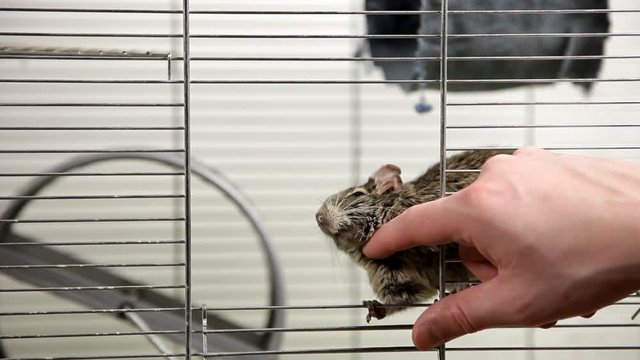 Rodent degu in cell. Pets. Wheel, feed. / To moderators: there is no logo -- the word '' hamster'' is just a inscription