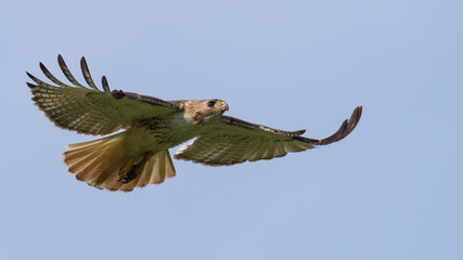 Fototapeta na wymiar A Red-tailed Hawk in flight.