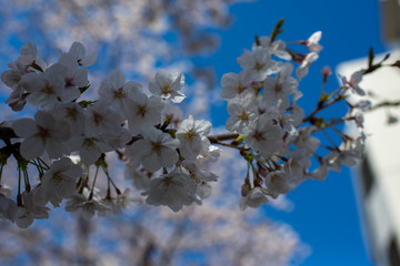 Sakura Tokyo
