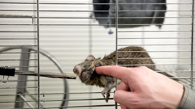 Rodent degu in cell. Pets. Wheel, feed. / To moderators: there is no logo -- the word '' hamster'' is just a inscription